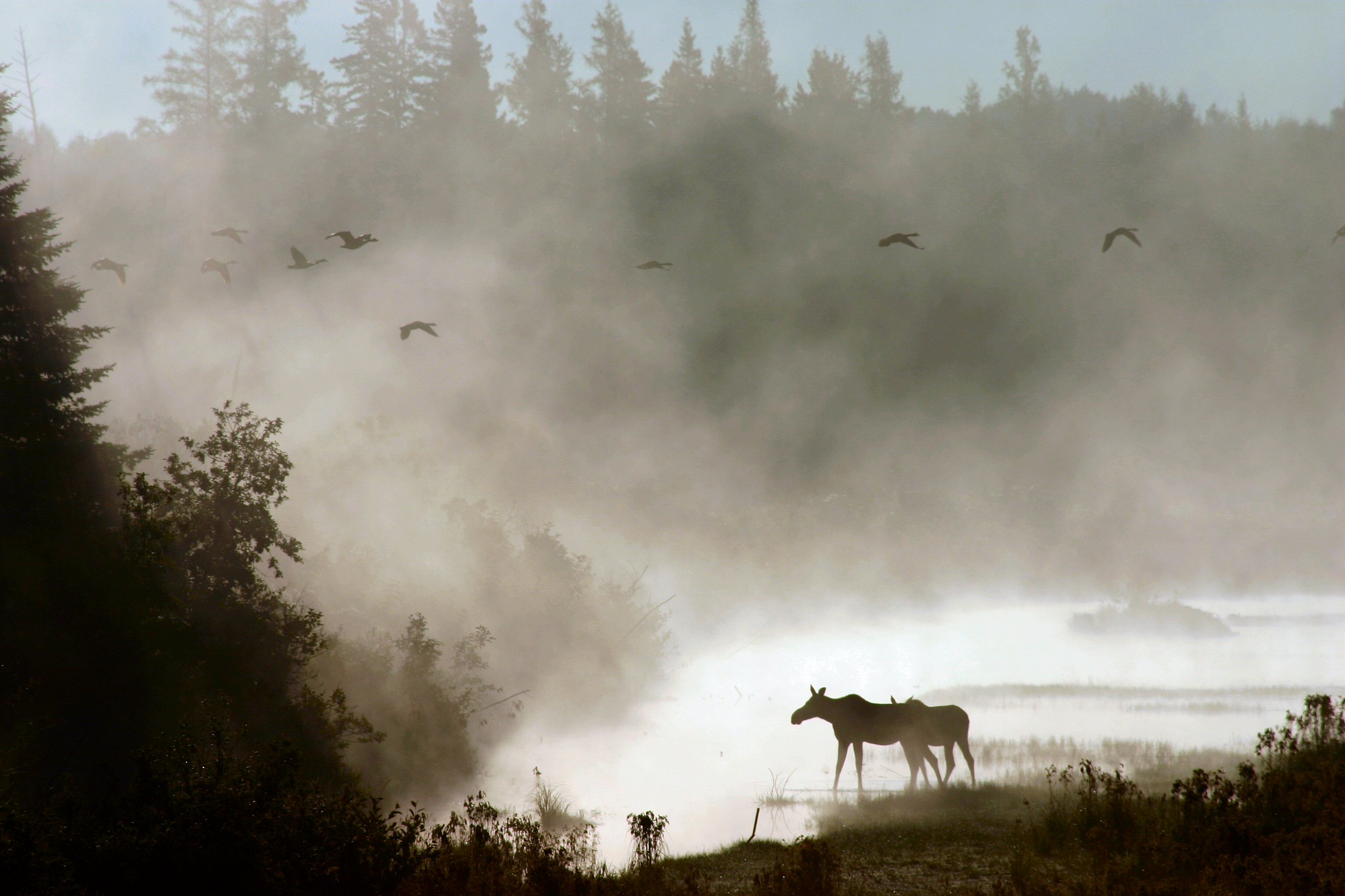 A moose and calf at the misty edge of a wetland, Aroostook National Wildlife Refuge, Maine